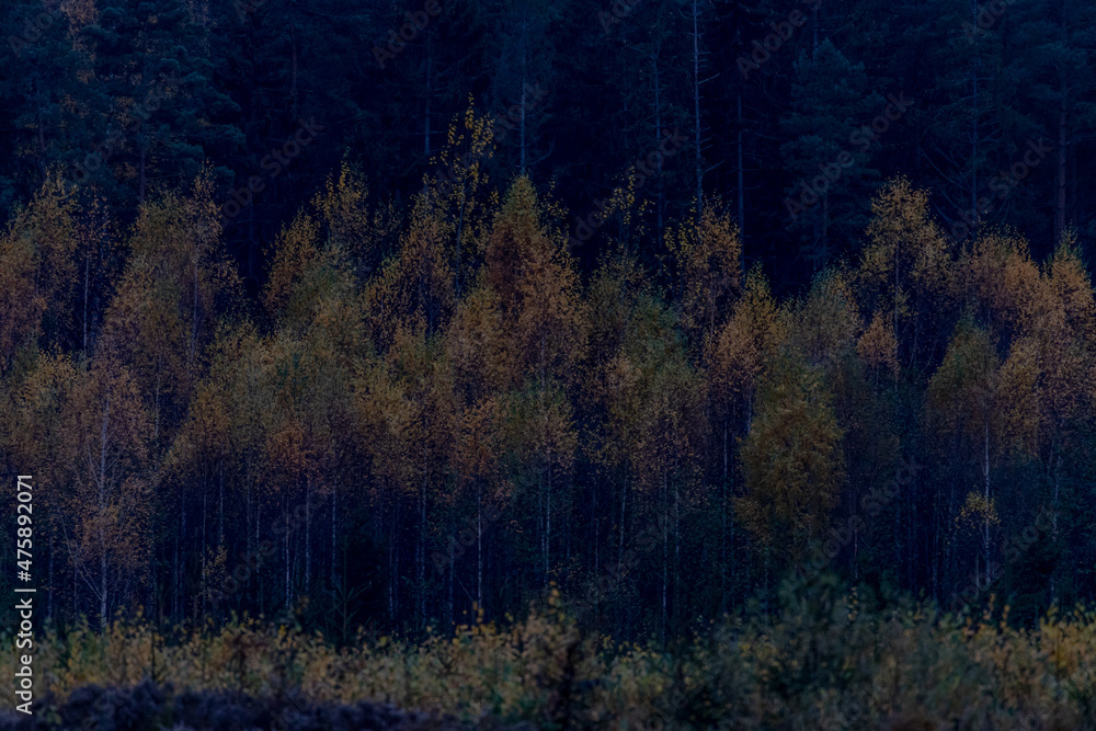 autumn forest pattern, smaller deciduous trees with yellow foliage and big coniferous trees on background