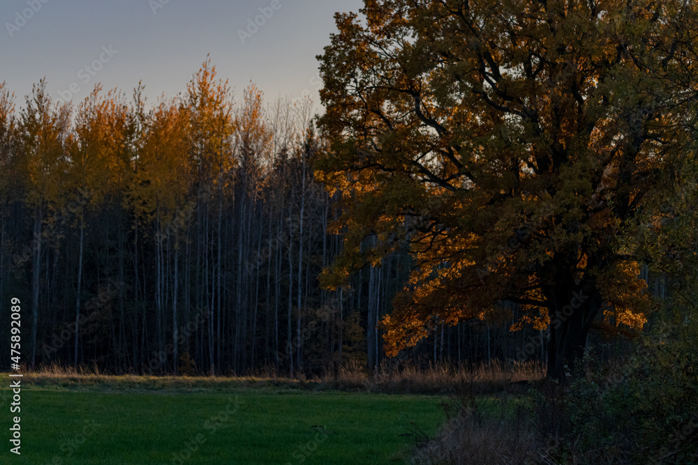 big wide oak tree in green field, yellow orange blurred birches on background, October in Latvia countryside big wide oak tree in green field, yellow orange blurred birches on background, October in Latvia countryside