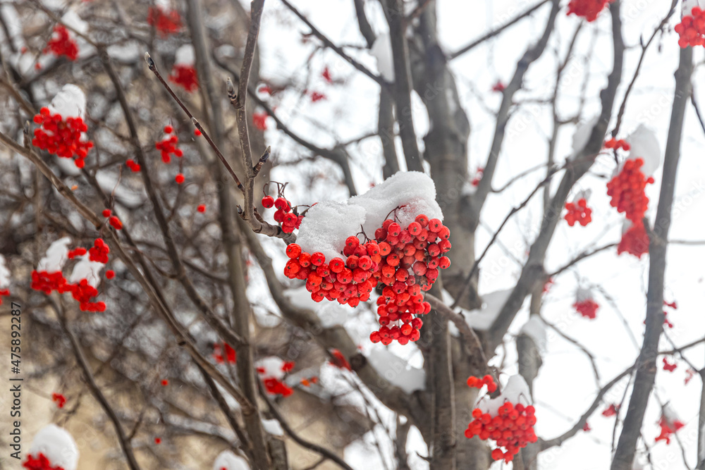 Branches with clusters of bright red mountain ash with snow caps on top Branches with clusters of bright red mountain ash with snow caps on top
