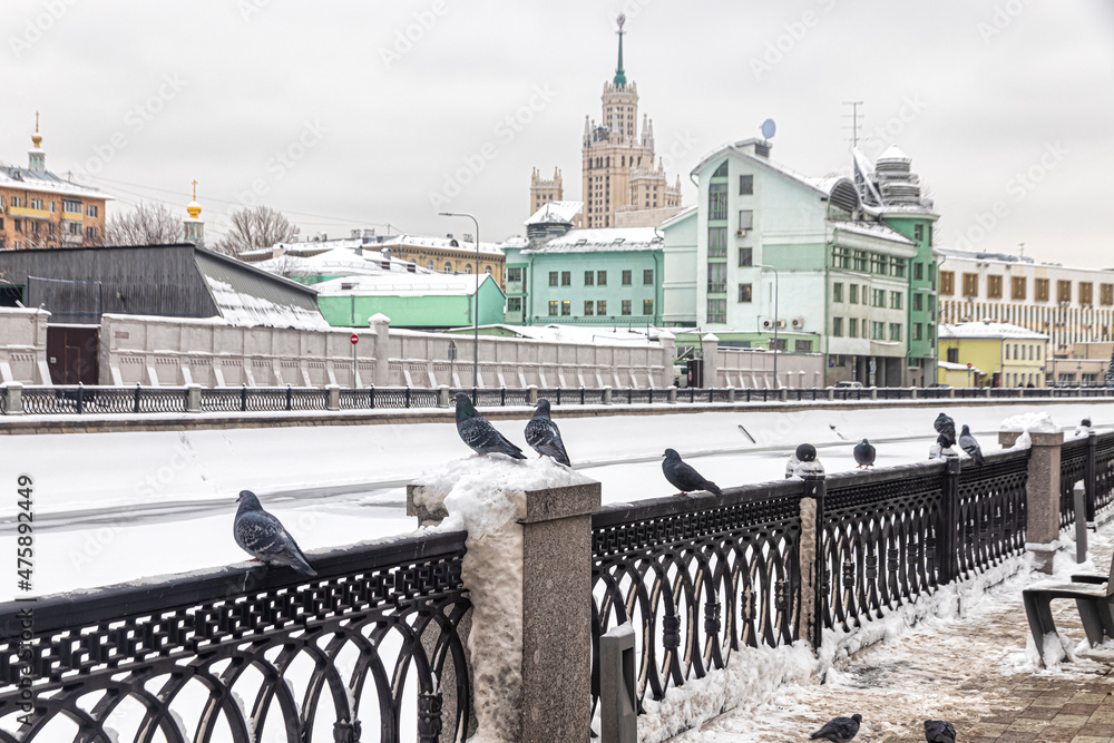 Pigeons in winter on the cast-iron parapet of the canal embankment