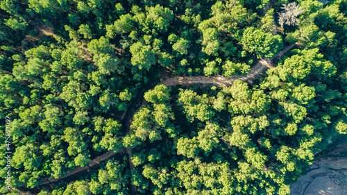 Green landscape top view green trees and road aerial view drone photography destination metaphor nature