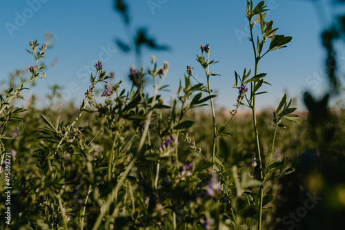 field of wheat