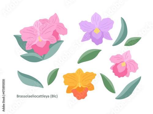 Orchid flowers (Brassolaeliocattleya) on a white background, flat illustration. A set of simple small delicate bouquets for your design. Flat cartoon vector illustration.