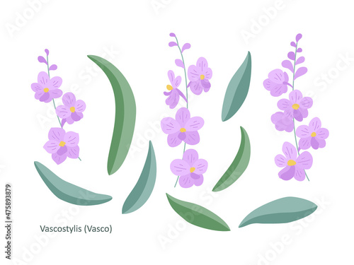 Set with pink orchid flowers (Vuylstekeara), twigs and buds, on a white background. Simple elegant elements for your design of cards, greetings, invitations and the like. Flat cartoon vector. photo