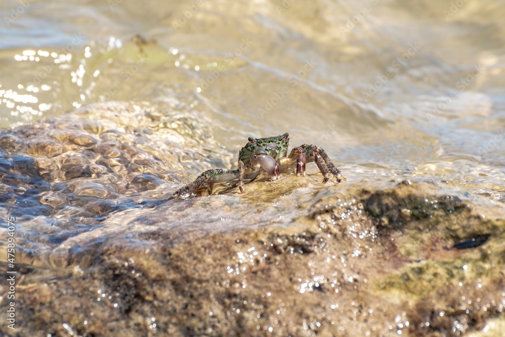 Characteristic specimen of Mediterranean crab on rocks Characteristic specimen of Mediterranean crab on rocks