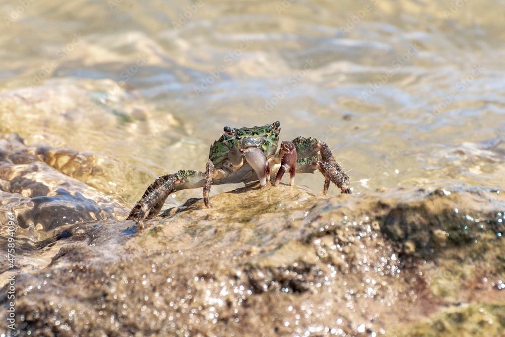 Characteristic specimen of Mediterranean crab on rocks