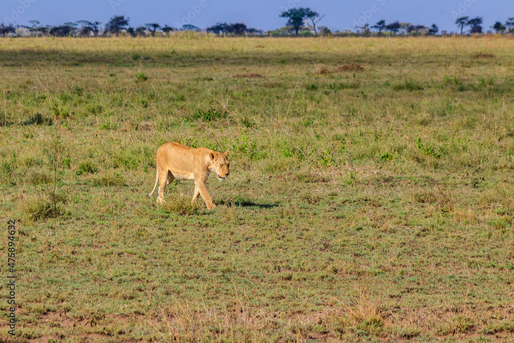 Naklejka premium Lioness (Panthera leo) walking in savannah in Serengeti national park, Tanzania