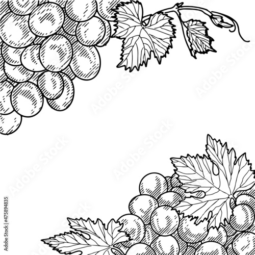 Grape wine, grapes and vines - vector engraved illustration. Vintage bunch of grapes
