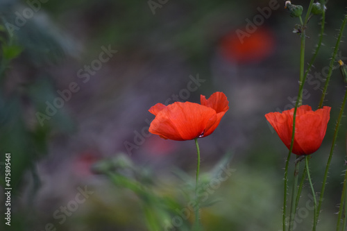 Fototapeta Closeup shot of bright red poppies