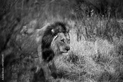 Fototapeta Naklejka Na Ścianę i Meble -  Hunting Lion, Welgevonden Game Reserve