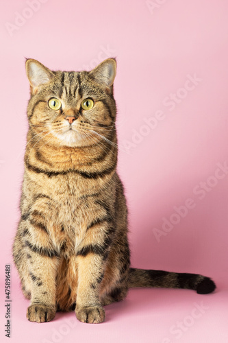 Fototapeta Naklejka Na Ścianę i Meble -  Brown tabby cat sits on a pink background, looks into the camera. Scottish straight.