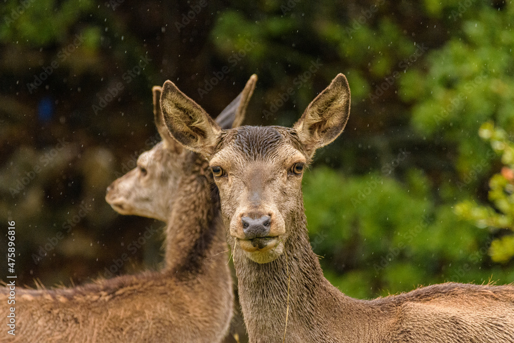 Red deer - Cervus elaphus wild walking at Parnitha mountain free
