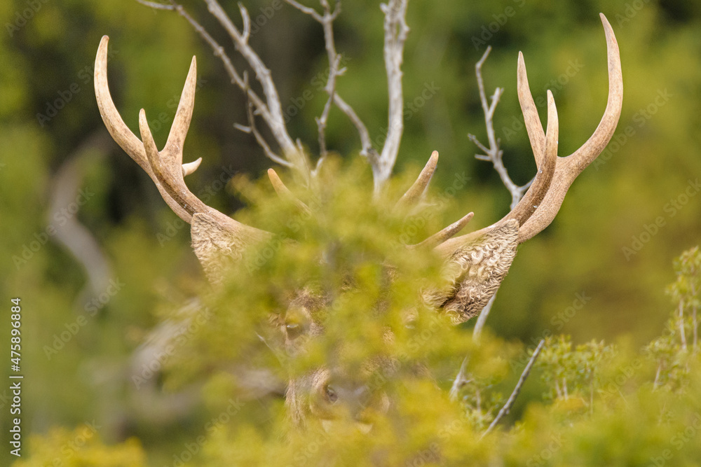 Red deer - Cervus elaphus wild walking at Parnitha mountain free Red deer - Cervus elaphus wild walking at Parnitha mountain free