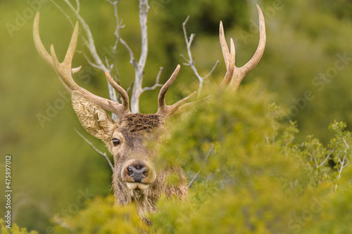 Red deer - Cervus elaphus wild walking at Parnitha mountain free © Vasilis
