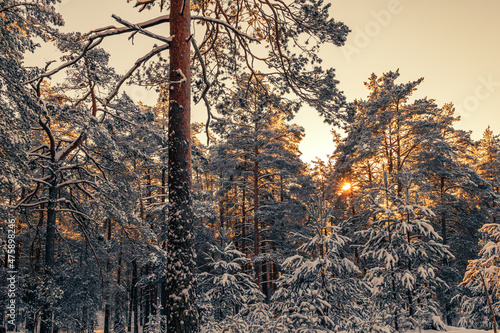Landscape with winter forest and sunset © Sergey