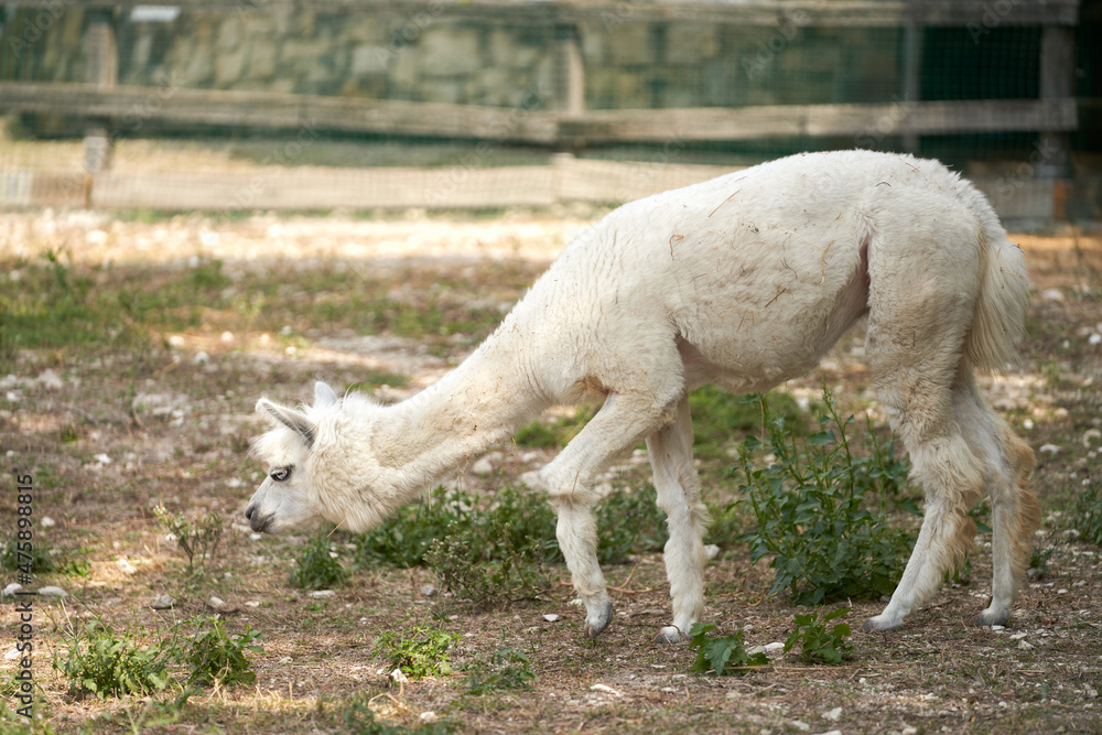 Fototapeta premium A trimmed llama in a spacious aviary.