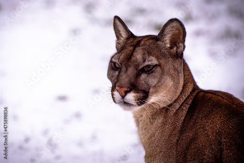 The cougar (Puma concolor) is a large felid of the subfamily Felinae. It is native to the Americas	