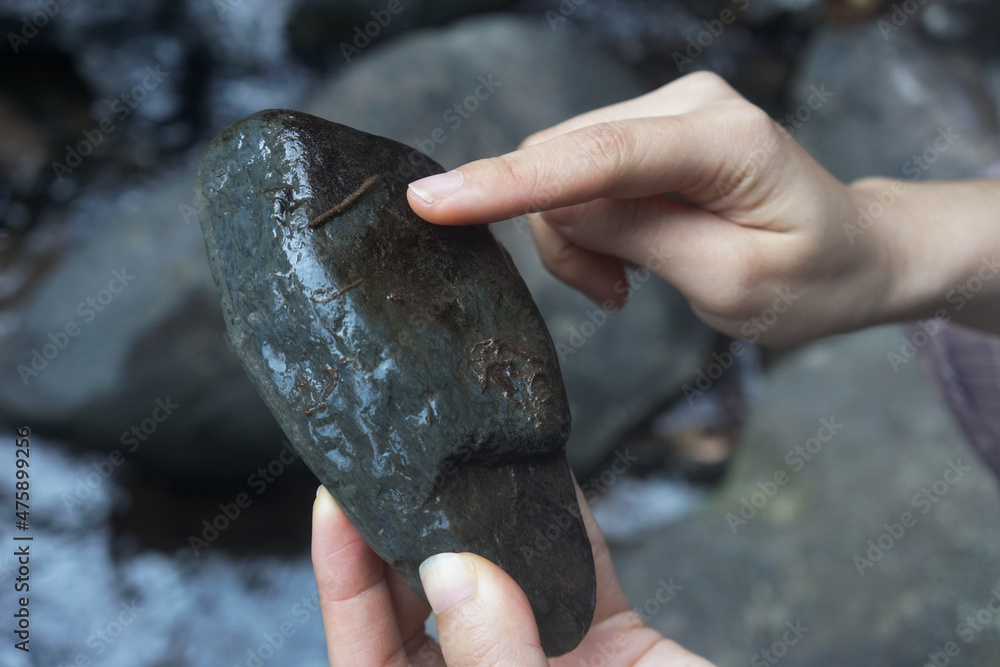 Finger pointing at the caddisfly worm on the rock. Insects that are