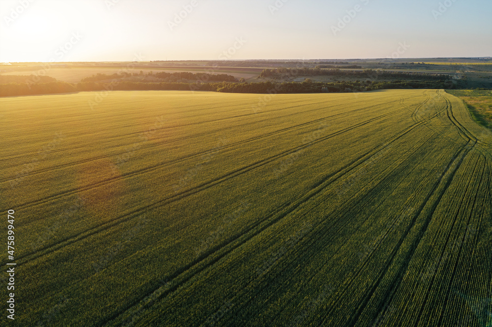 Wheat field at sunset, view from above 
