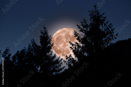Red moon with silhouette of firs
