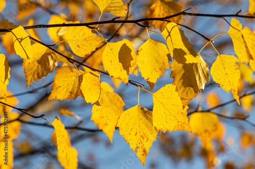 Birch branches with yellow fall leaves are on a blue sky background in a park in autumn