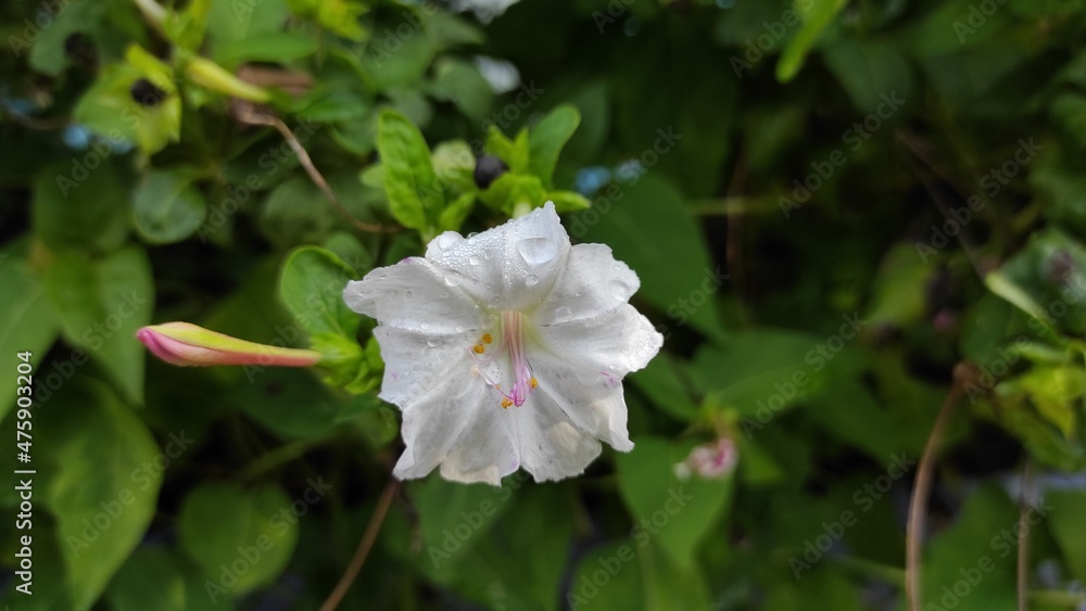 Photo of white flowers exposed to dew in the morning in the Cikancung area, Indonesia Photo of white flowers exposed to dew in the morning in the Cikancung area, Indonesia