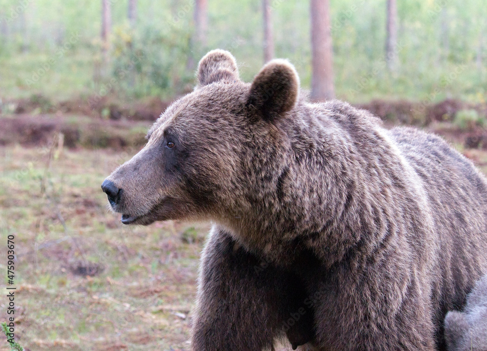 View of a brown bear