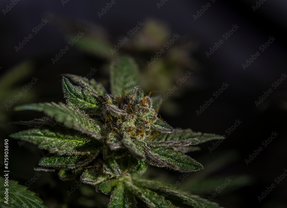 Macro view for French cookies variety of marijuana with violet bloom Macro view for French cookies variety of marijuana with violet bloom