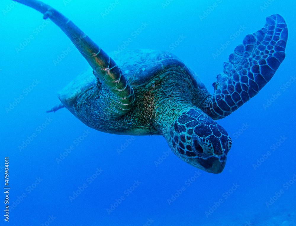 Obraz premium Hawaiian Turtle in the waters of the Big Island.