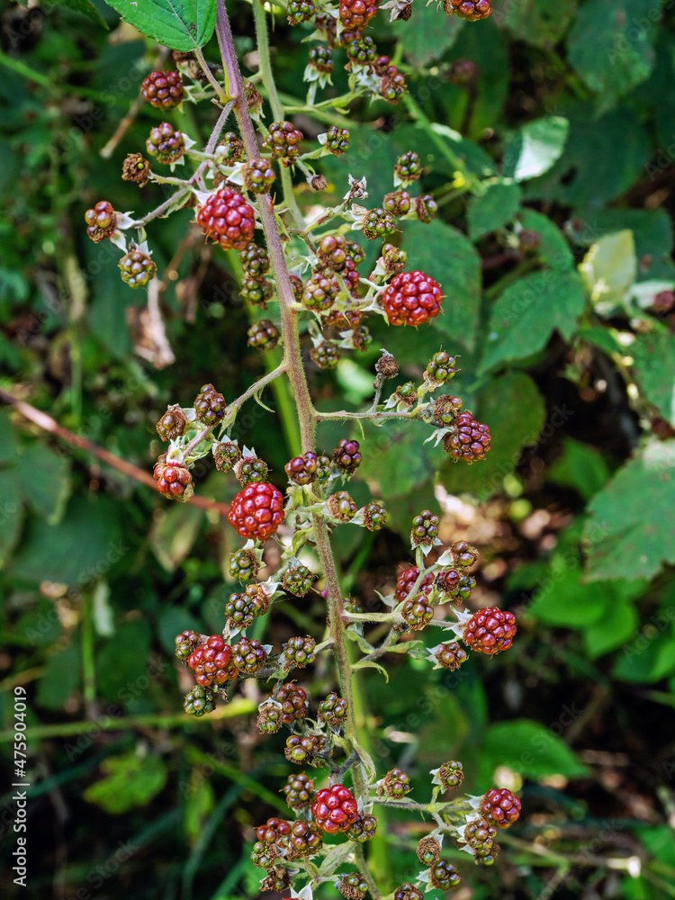 Rubus is genus of flowering plants in the rose family Rubus is genus of flowering plants in the rose family