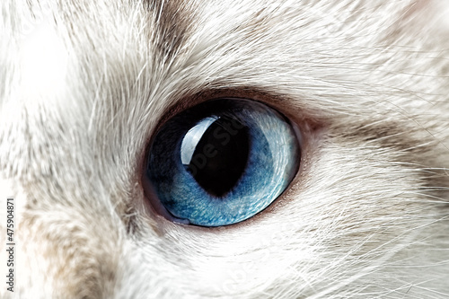 Macro shot of blue cat eye with reflection   