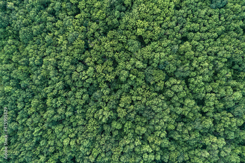 Aerial view of green summer forest аrom above. Picture taken using the copter. Top view