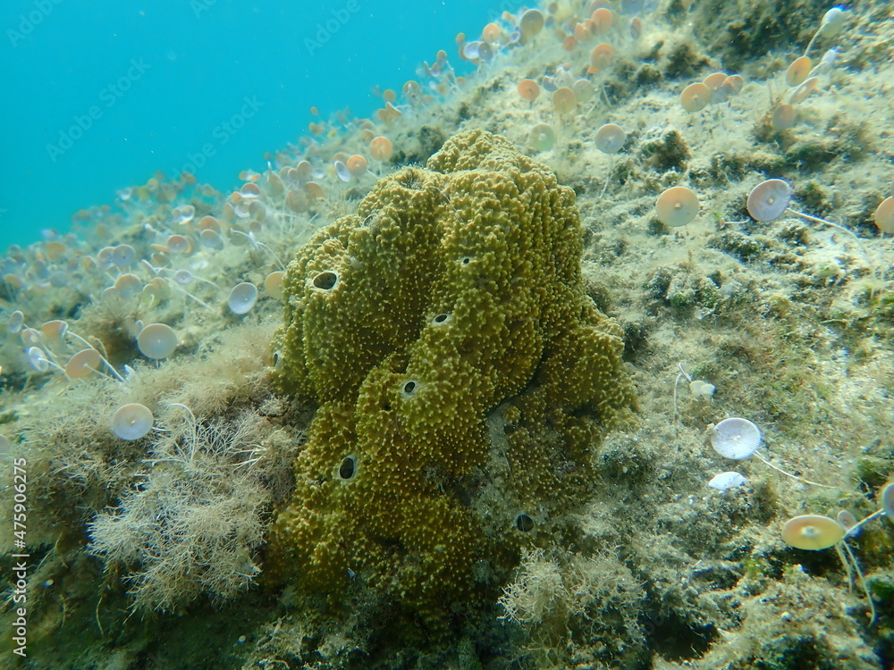 Stinker sponge (Sarcotragus fasciculatus) undersea, Aegean Sea, Greece, Halkidiki
Stinker sponge (Sarcotragus fasciculatus) undersea, Aegean Sea, Greece, Halkidiki