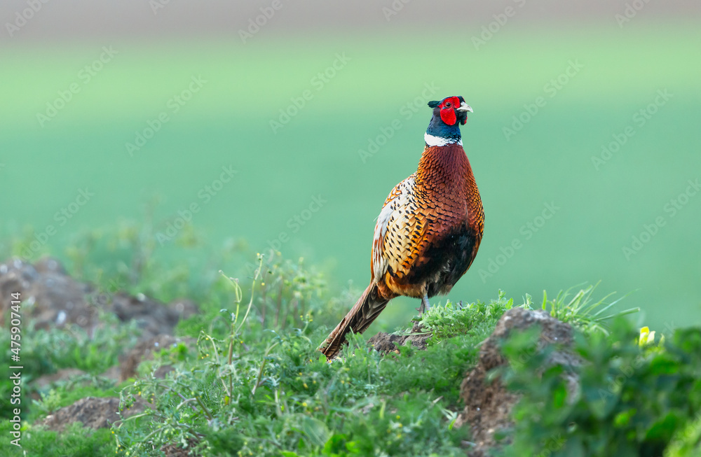 Naklejka premium Pheasant, Scientific name: Phasianus Colchicus. Colourful male or cockbird, ring-necked pheasant in Springtime stood in natural farmland habitat, facing right. Clean background. Copyspace.