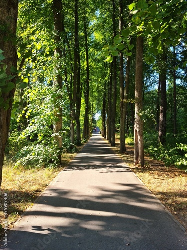Beautiful narrow dirt road between trees with green foliage on a sunny day