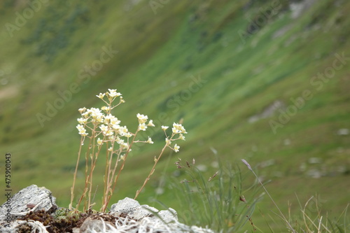 White flowers, mountain landscape nature sun.