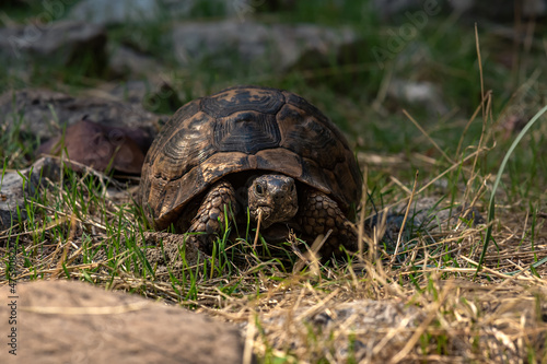 Obraz na plátně greek tortoise Testudo graeca in the wild