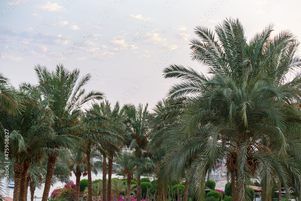 Tops of date palms with fruits against a light blue sky.