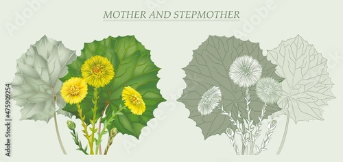 mother and stepmother are a useful medicinal plant