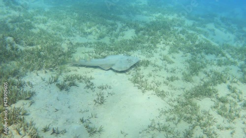 Halavi guitarfish (Glaucostegus halavi) swimming over the sea bottom, slow motion photo