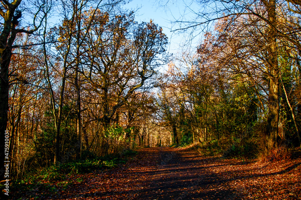 Naklejka premium Road in the autumn forest