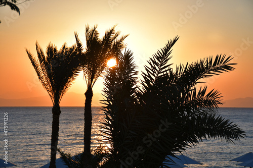 Silhouettes of palm leaves on a blurry background of the sun rising over the sea. the sun s rays in the leaves. Bright dawn or sunset