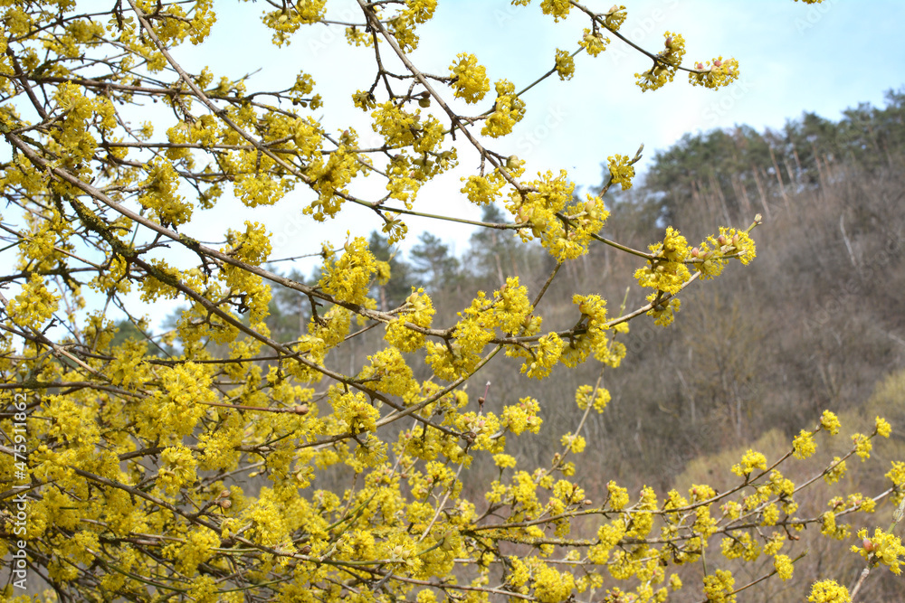 In nature, cornel is real (Cornus mas) blooms In nature, cornel is real (Cornus mas) blooms