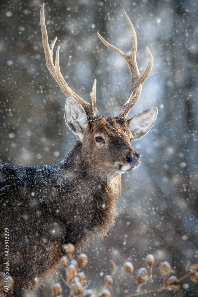 Roe deer portrait in the winter forest. Animal in natural habitat Roe deer portrait in the winter forest. Animal in natural habitat