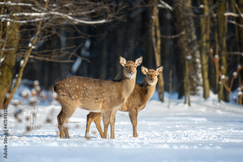 Female roe deer in the winter forest. Animal in natural habitat