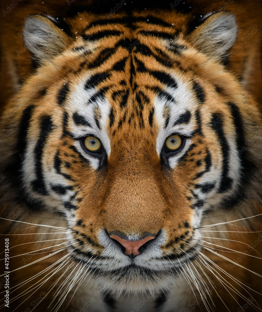 Close up view portrait of a Siberian tiger Close up view portrait of a Siberian tiger