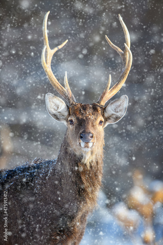 Roe deer portrait in the winter forest. Animal in natural habitat © byrdyak