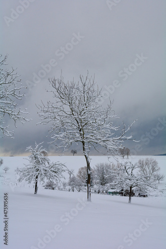 Wintertime  - A Landscape with Trees and deep snow