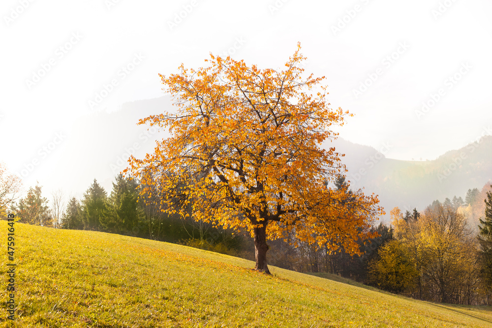 Baum in herbstliche Landschaft. Herbstliche Farben. Bergpanorama. Tree in autumn landscape. Autumn colors. Mountain panorama.