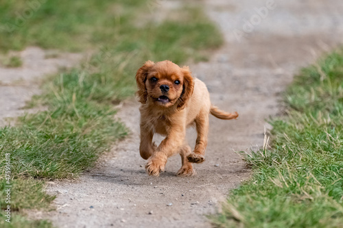 A dog cavalier king charles, a cute puppy running in the nature 